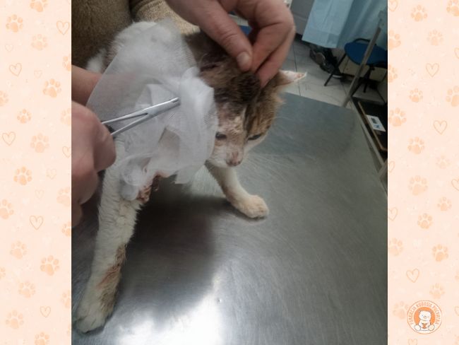 Basista - Zdjęcie 3