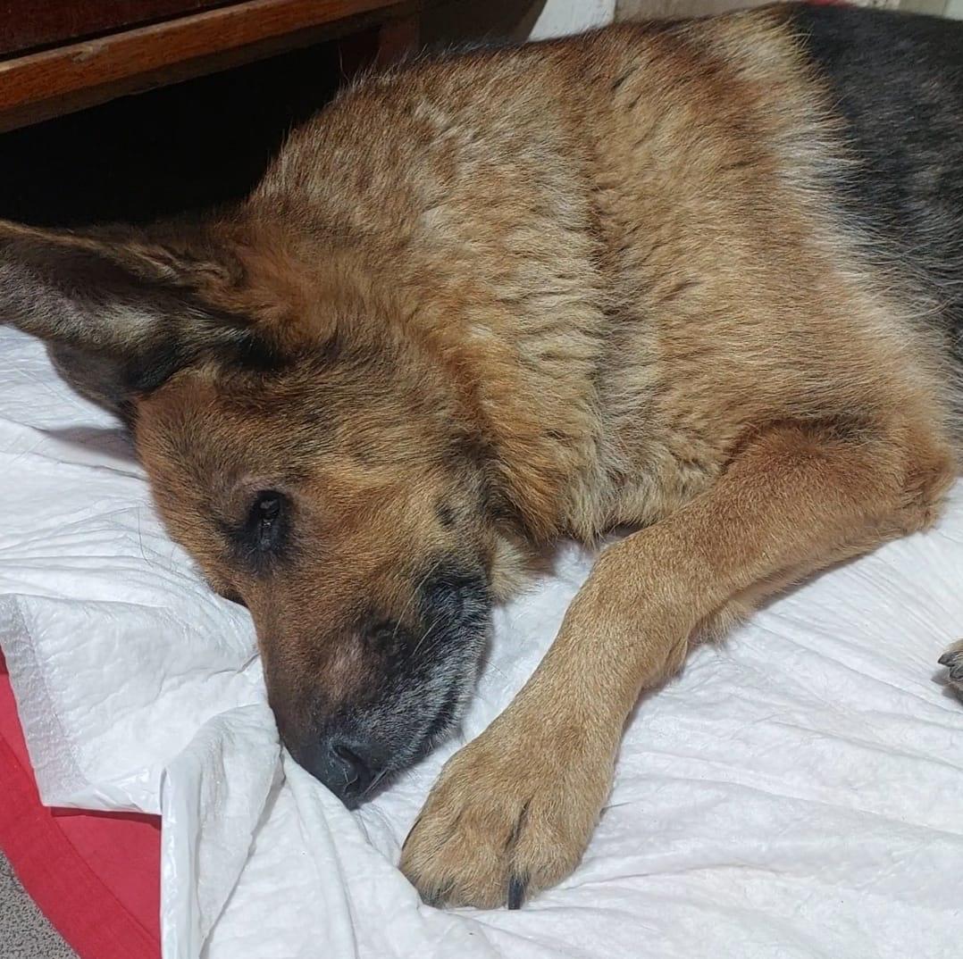 Benka - Zdjęcie 8