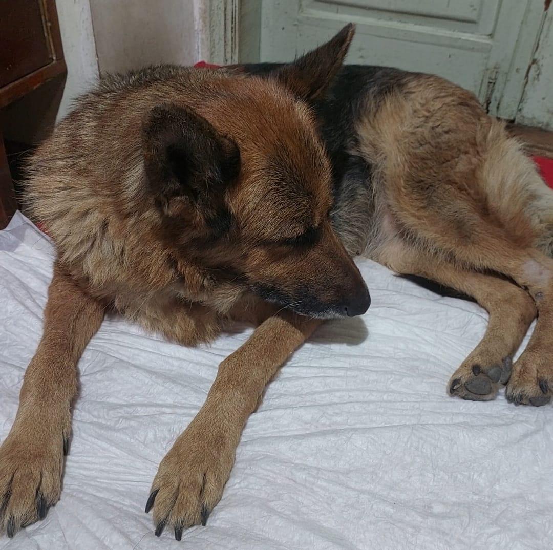 Benka - Zdjęcie 9