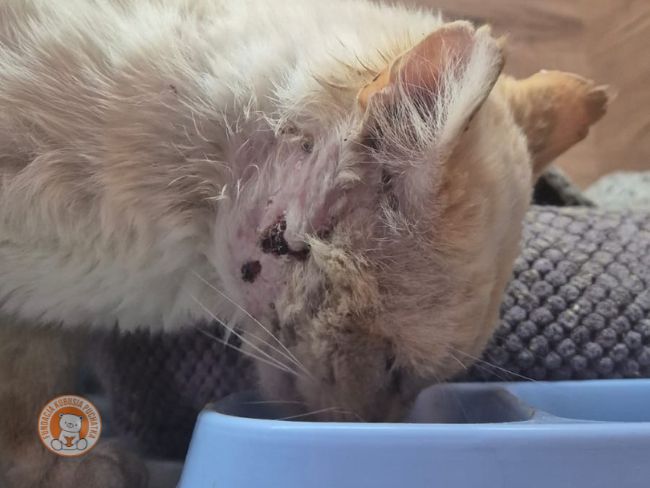 🐱 Dziewczynka, która uratowała Brylanta, znów odmieniła jego życie.  🥰 - Zdjęcie 2