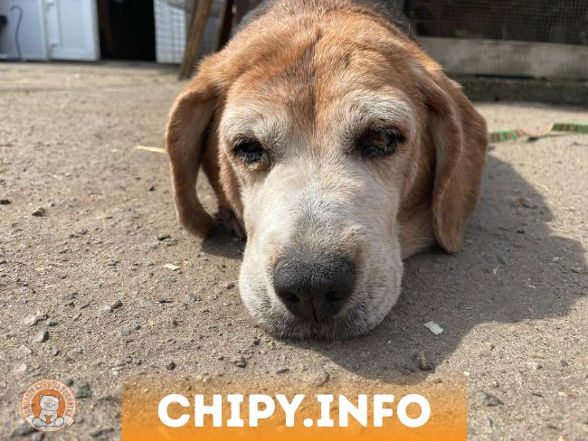 Zaginął Twój pupil? 🐾 Nie trać nadziei! Na chipy.info pomagamy wracać zwierzakom do domu. - Zdjęcie 1