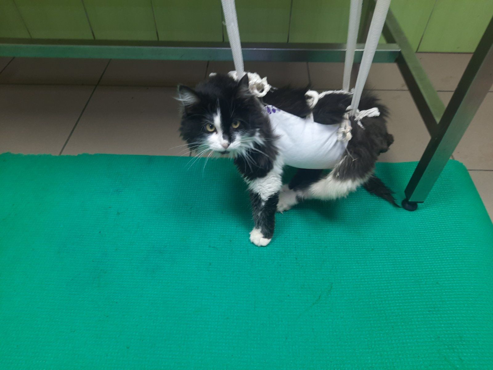 Domino - Zdjęcie 3