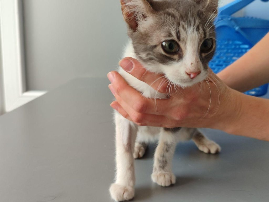 Feliks - Zdjęcie 2