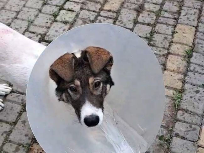 Fredi - Zdjęcie 1