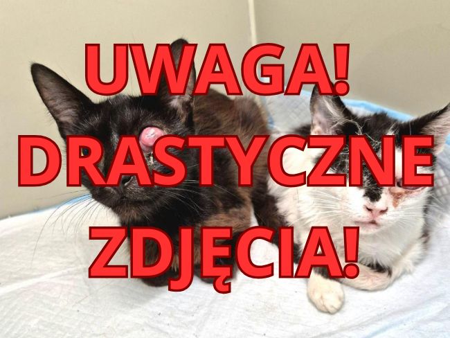 Fruzia i Rózia – szczęśliwe w nowym domku dzięki Wam! - Zdjęcie 3