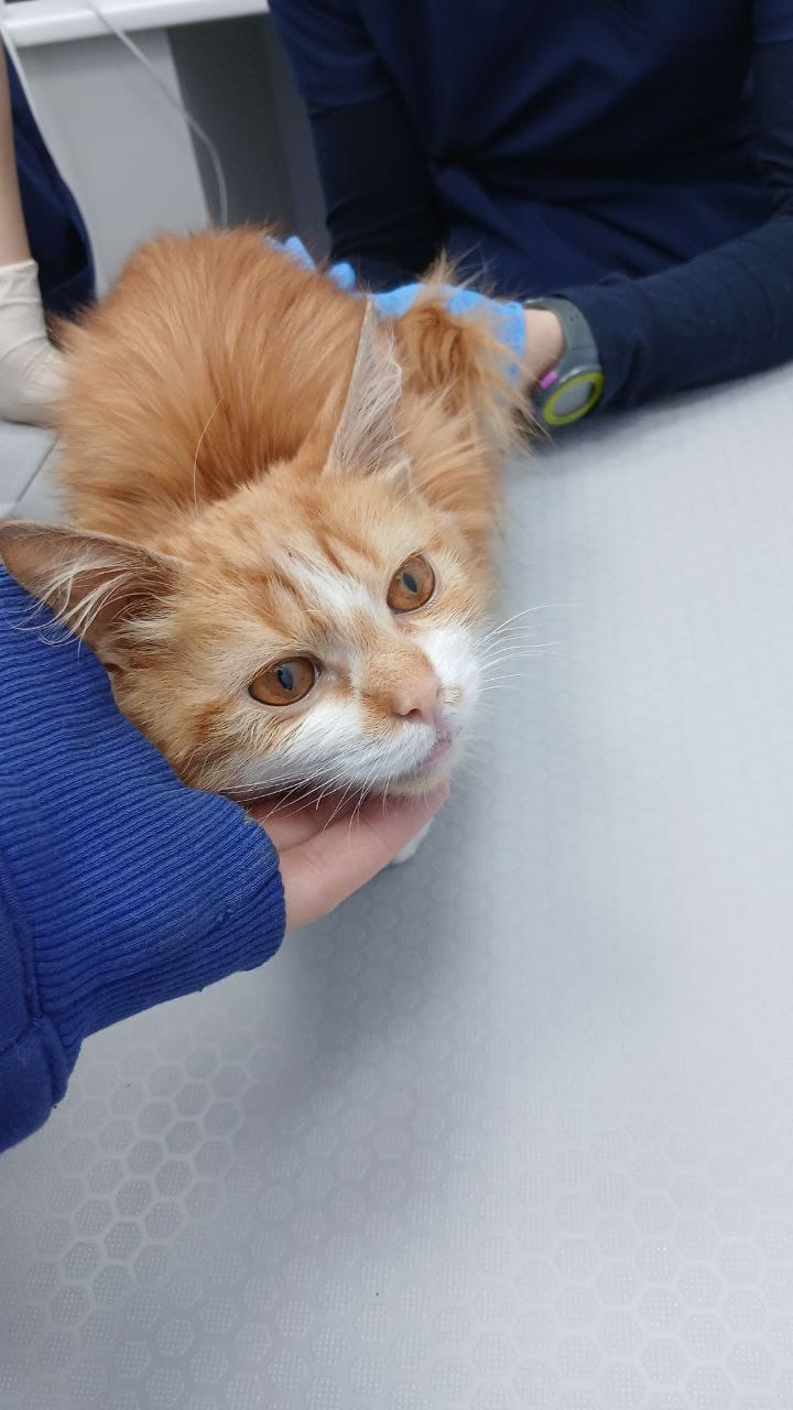 Garfield - Zdjęcie 13