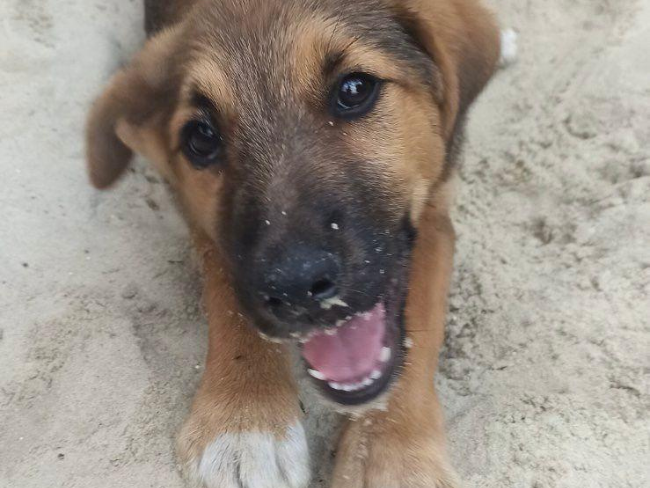 Jacek i Agatka wychodzą z kliniki wprost do domu tymczasowego! Dziękujemy za uratowanie tych maluszków! - Zdjęcie 10