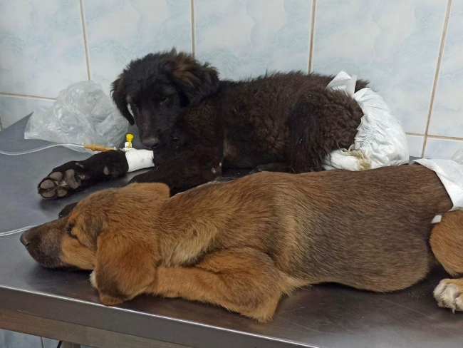 Jacek i Agatka wychodzą z kliniki wprost do domu tymczasowego! Dziękujemy za uratowanie tych maluszków! - Zdjęcie 2
