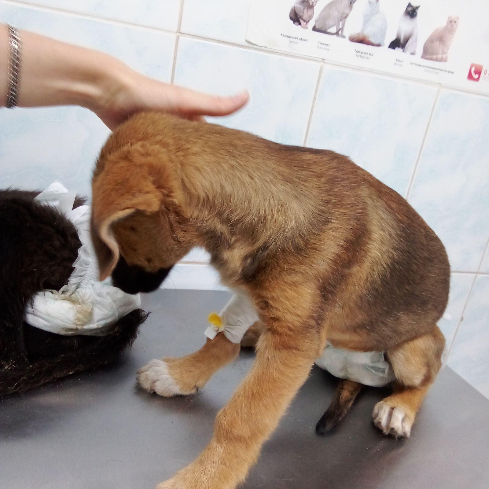 Jacek i Agatka wychodzą z kliniki wprost do domu tymczasowego! Dziękujemy za uratowanie tych maluszków! - Zdjęcie 9