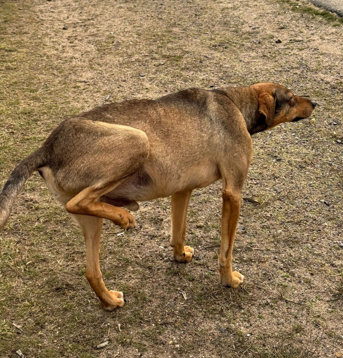 Kajko - Zdjęcie 4