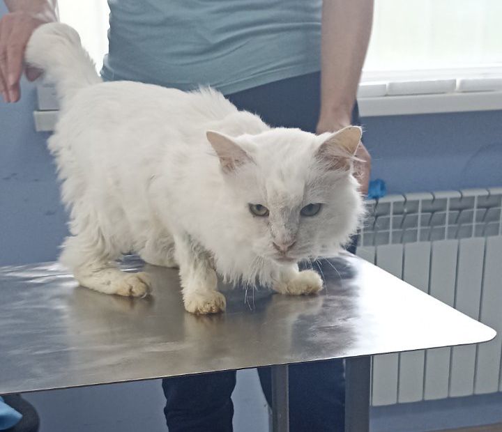 Kaszmir - Zdjęcie 6