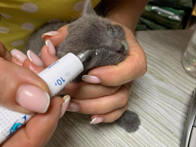 Trzy kocięta znalezione na budowie znalazły właśnie nowy domek. Dziękujemy za wsparcie! - Zdjęcie 2