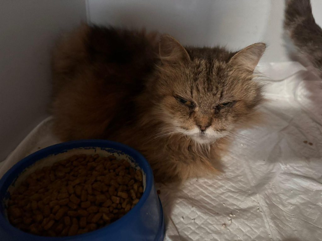 Po długiej walce udało się uratować tylko jedną ze starszych kotek. Dziękujemy za Wasze wsparcie! - Zdjęcie 2