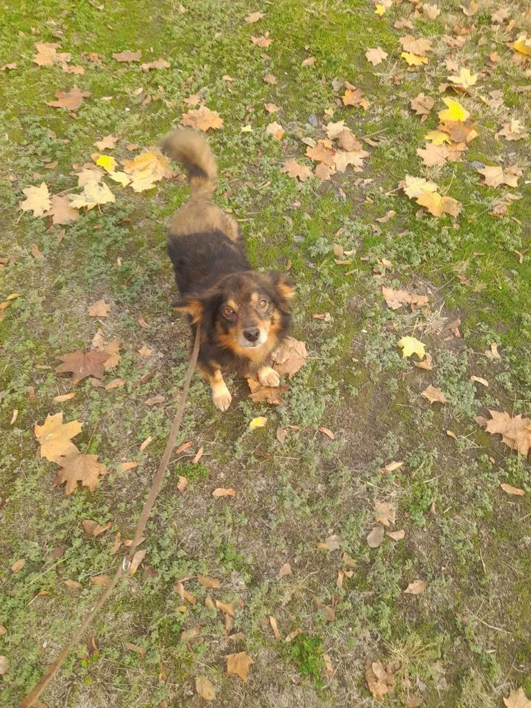 Kudłacz i Shadi polecają się do adopcji! - Zdjęcie 1