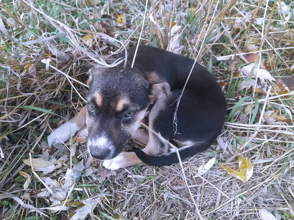 Lola - Zdjęcie 2