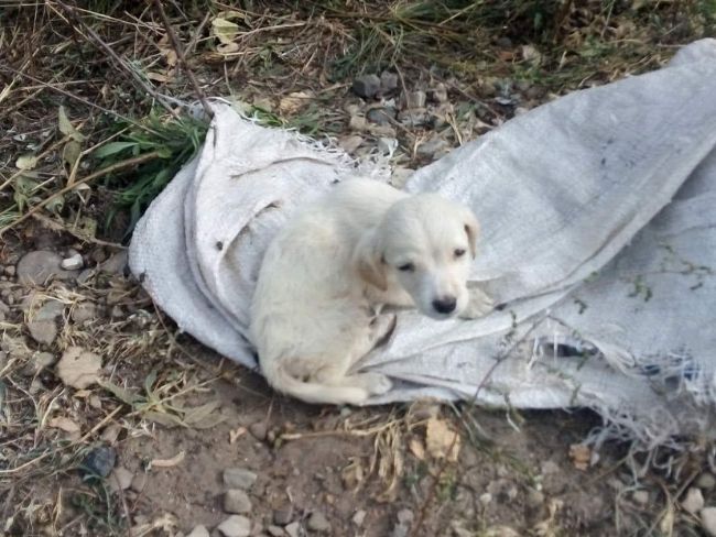 Mama i Brzdąc dzięki Waszej pomocy trafiły już do domu tymczasowego! Dziękujemy! - Zdjęcie 18