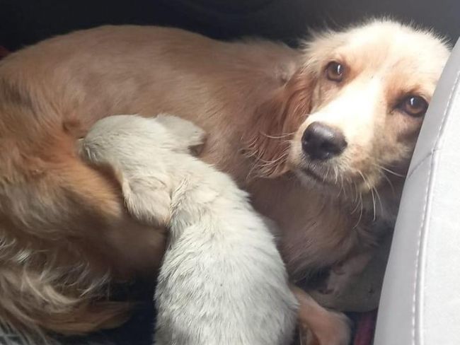 Mama i Brzdąc dzięki Waszej pomocy trafiły już do domu tymczasowego! Dziękujemy! - Zdjęcie 2