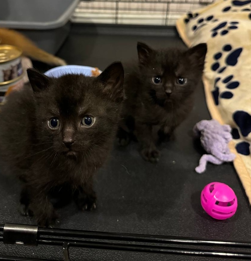 Mamusia/Maja w nowym domku – Królowa wśród przyjaciół! - Zdjęcie 24