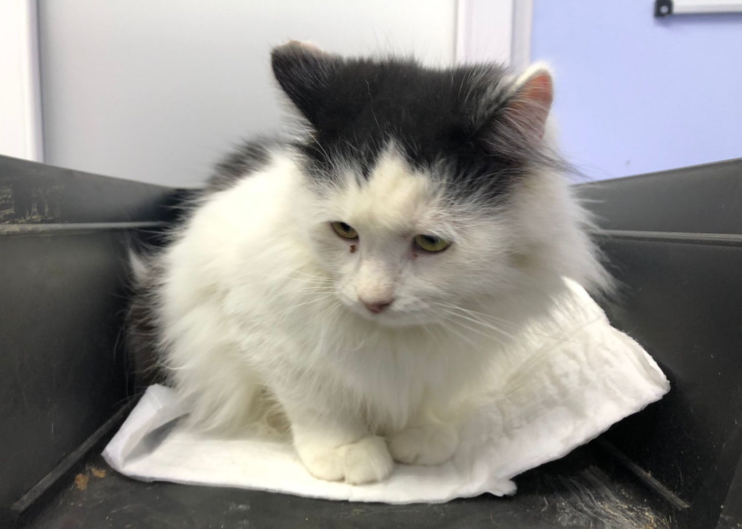 Maniuś - Zdjęcie 12