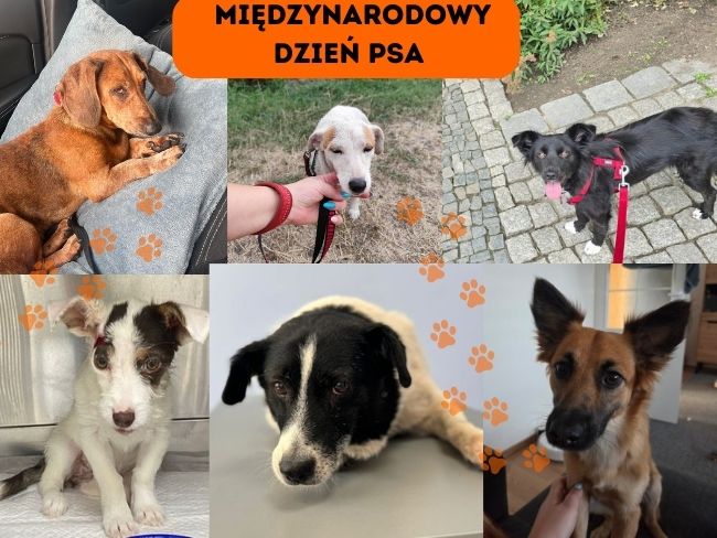 Dzisiaj Międzynarodowy Dzień Psa! - Zdjęcie 1