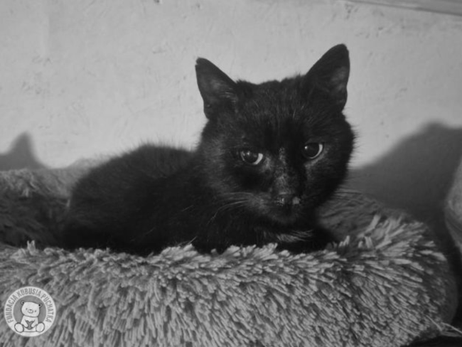 💔 Morusie… Odszedłeś otoczony ludźmi - Zdjęcie 1