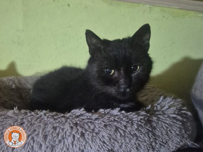 💔 Morusie… Odszedłeś otoczony ludźmi - Zdjęcie 2