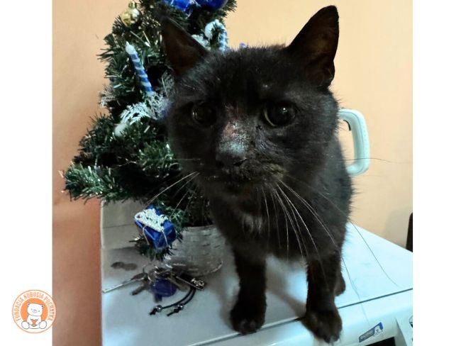 💔 Morusie… Odszedłeś otoczony ludźmi - Zdjęcie 4