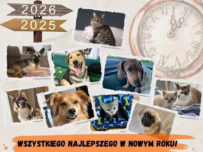 Z nadzieją w Nowy Rok – dziękujemy, że jesteście z nami - Zdjęcie 1