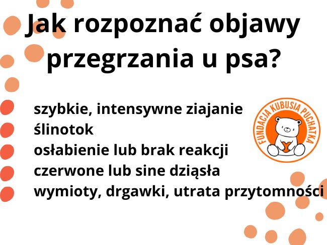 Stop zamykaniu w samochodach. Dołącz do petycji! - Zdjęcie 3