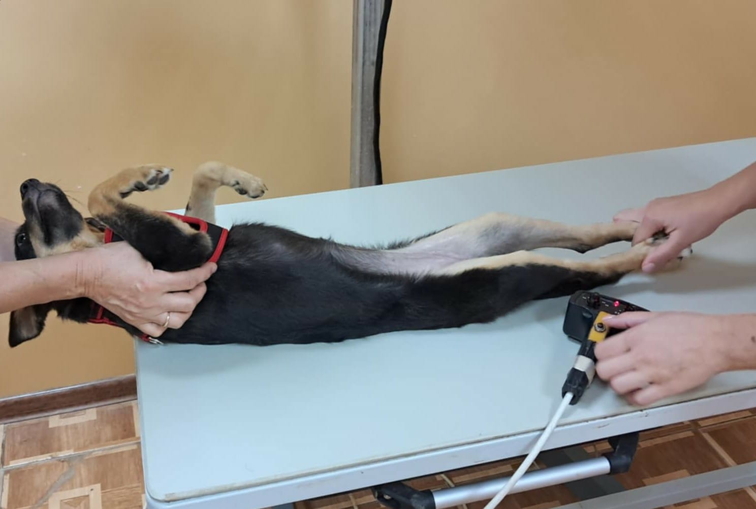 Radość na czterech łapkach – pozdrowienia od Tiny - Zdjęcie 3