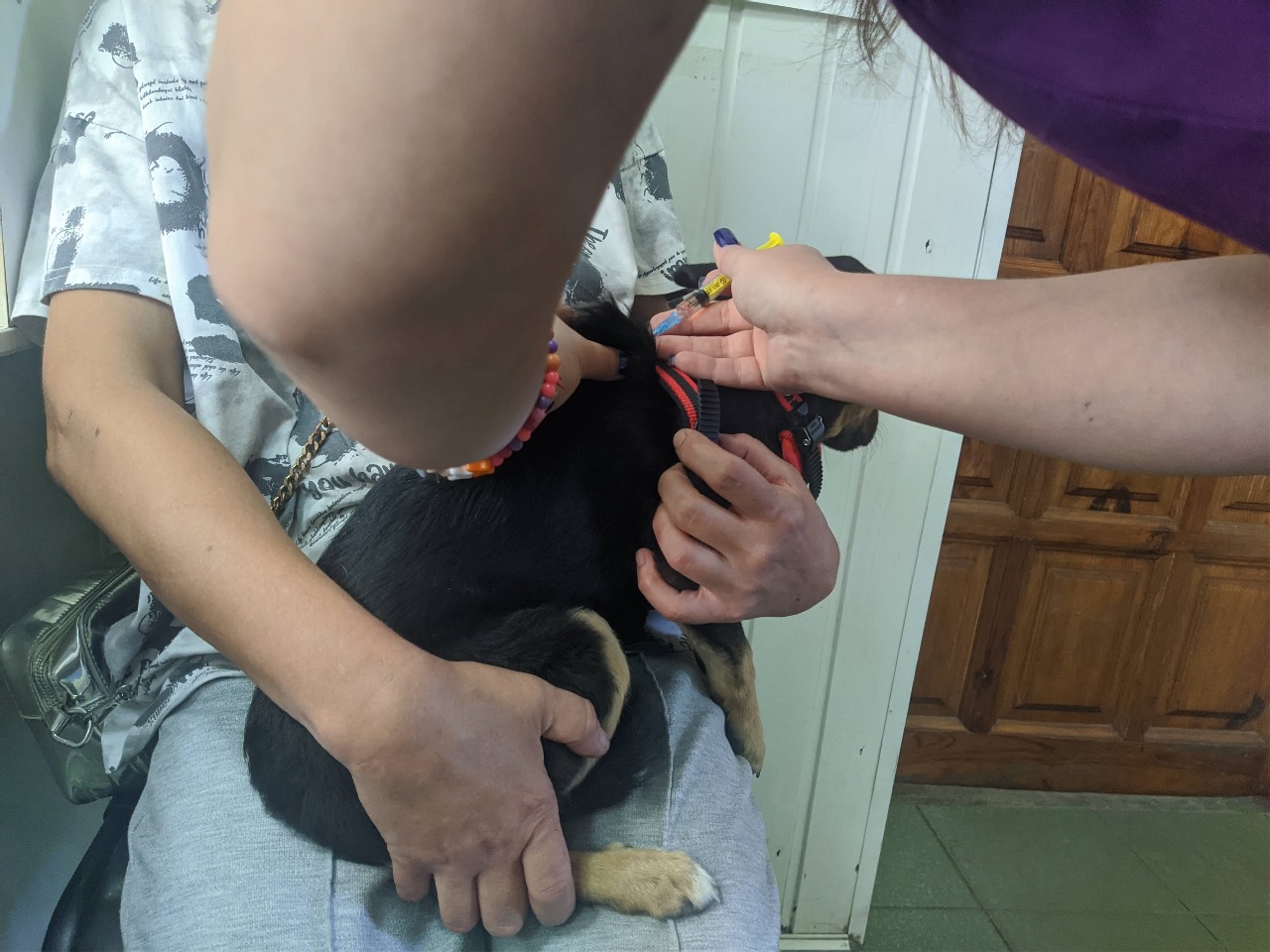 Radość na czterech łapkach – pozdrowienia od Tiny - Zdjęcie 4