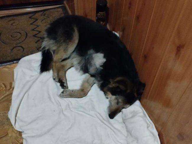 Rex - Zdjęcie 1