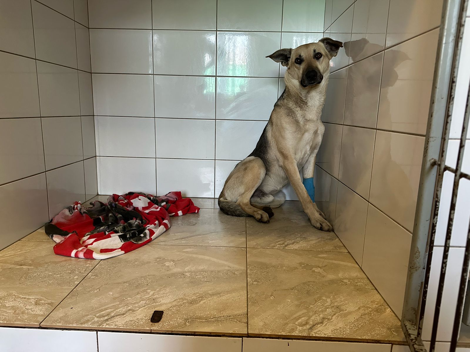 Romeo - Zdjęcie 7