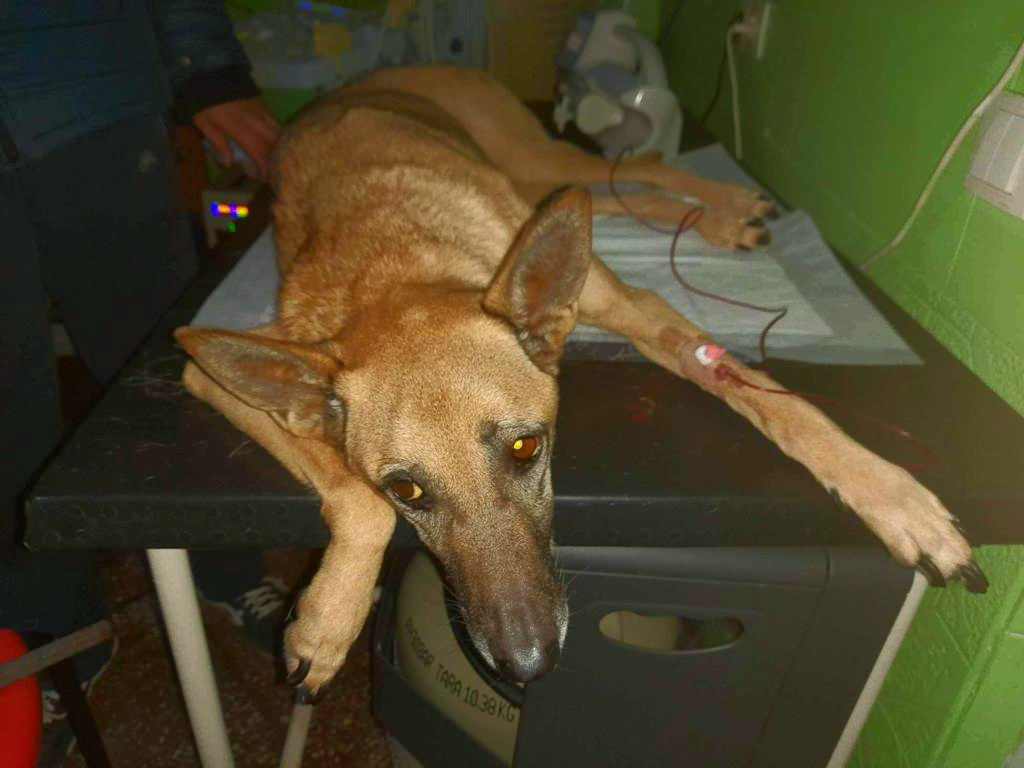 Róża - Zdjęcie 2