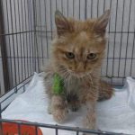 Ryży - Zdjęcie 4