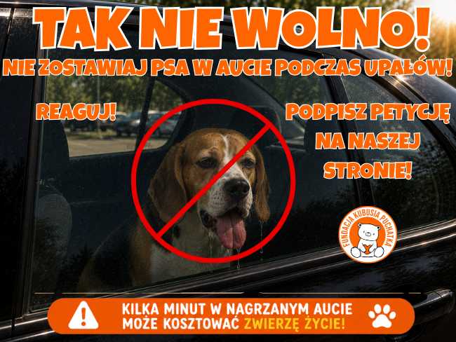 Stop zamykaniu zwierząt w samochodach. Dołącz do petycji! - Zdjęcie 1