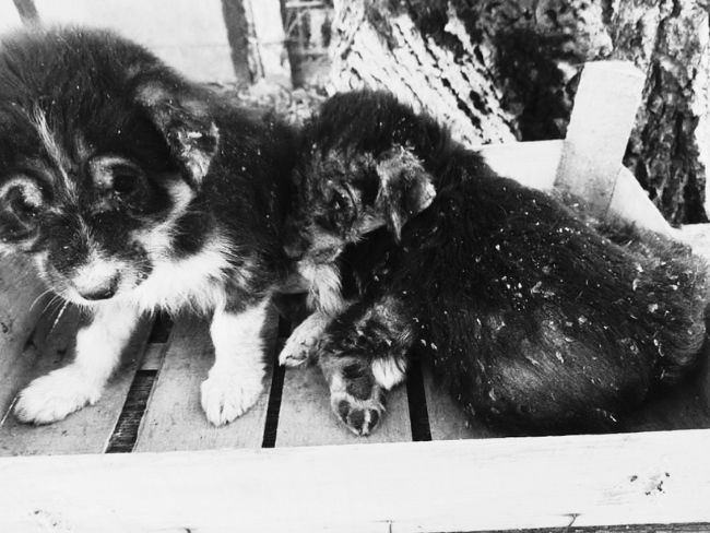 Mimo naszych ogromnych starań oba szczeniaczki odeszły od nas... - Zdjęcie 1