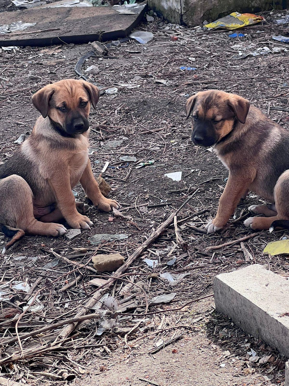 Kolejna akcja szczepień zakończona sukcesem! Dziękujemy za pomoc! ❤️ - Zdjęcie 18