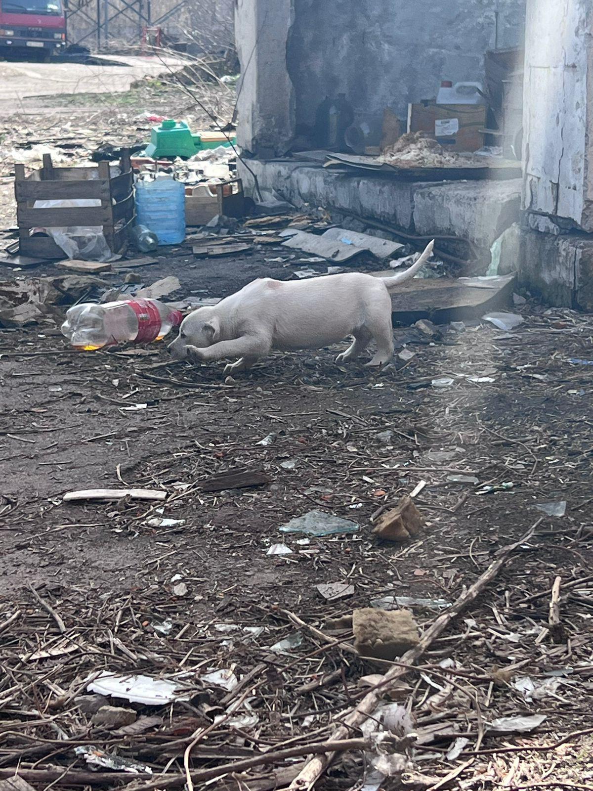 Kolejna akcja szczepień zakończona sukcesem! Dziękujemy za pomoc! ❤️ - Zdjęcie 19
