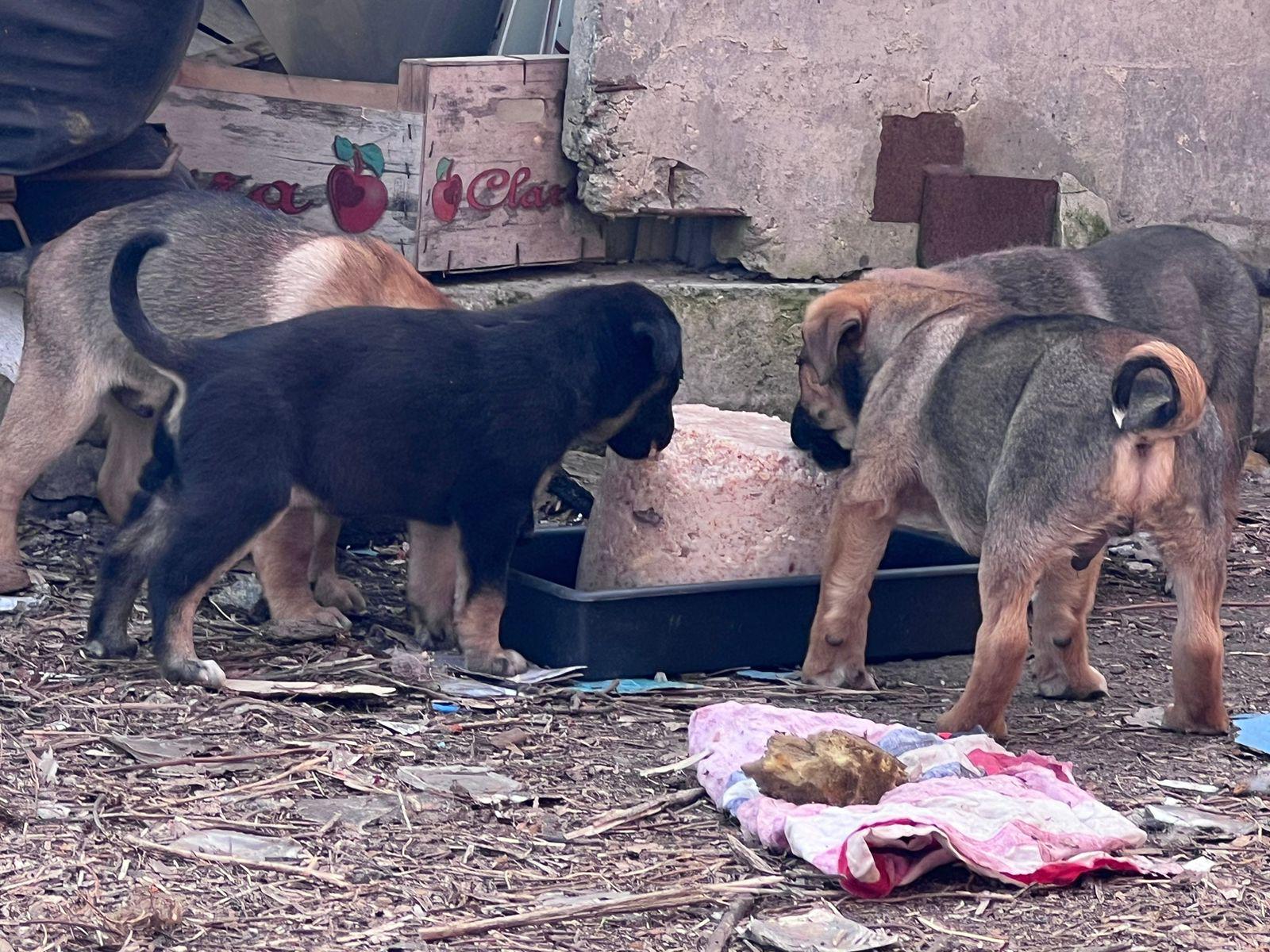 Kolejna akcja szczepień zakończona sukcesem! Dziękujemy za pomoc! ❤️ - Zdjęcie 20