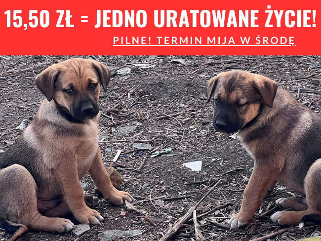 Kolejna akcja szczepień zakończona sukcesem! Dziękujemy za pomoc! ❤️ - Zdjęcie 2